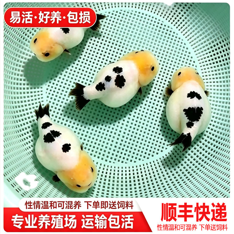 兰寿金鱼熊猫短尾波妞精品小苗奶鱼