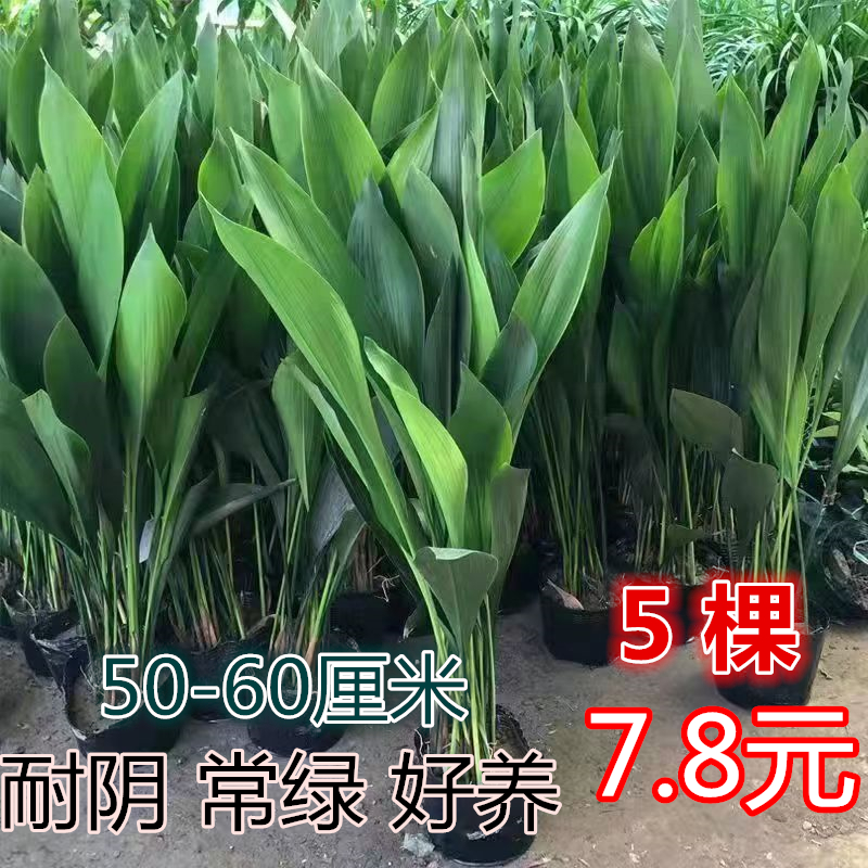 一叶兰盆栽植物室内客厅净化空气吸甲醛大叶观叶绿植四季常青耐寒 鲜花速递/花卉仿真/绿植园艺 绿植 原图主图