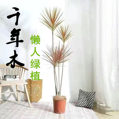 千年木盆栽龙树室内客厅大型绿植净化空气吸异味好养易活多季植物