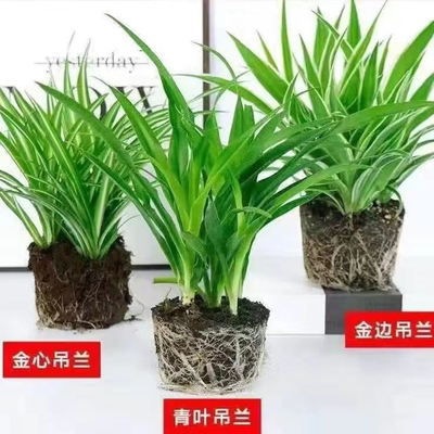 金边金心青叶吊兰常青不落叶绿植