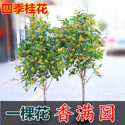 精品基地直销庭院绿化风景树