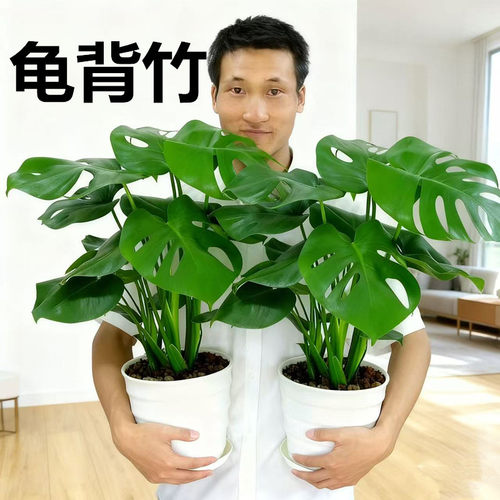 龟背竹绿植盆栽客厅办公室室内老桩大型四季常青水培植物净化空气