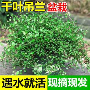 千叶吊兰盆栽观叶植物面包烘焙糕点装饰蛋糕点缀垂吊绿植多季常青