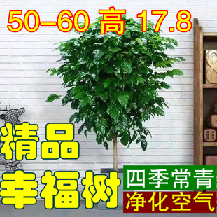 幸福树棒棒糖室内绿植大型盆栽客厅阳台绿宝植物四季常青好养盆景