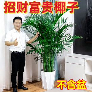 散尾葵富贵椰袖珍椰子树室内大型绿植盆栽客厅净化空气天然加湿器