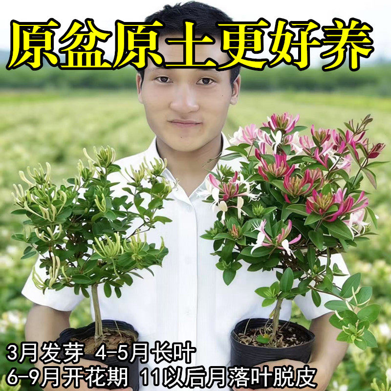 金银花树苗黄白红花盆栽地栽食用药用爬藤植物南北方种植金银花苗