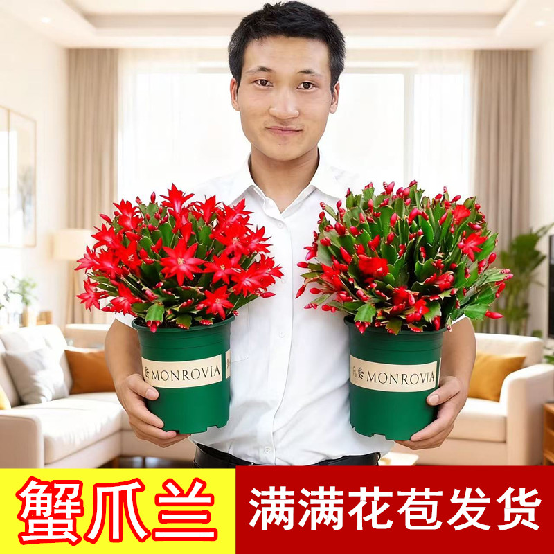 重瓣大花蟹爪兰带花苞大苗