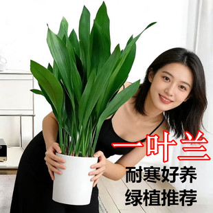 一叶兰绿植盆栽室内客厅净化空气植物吸大叶绿植四季常青耐寒