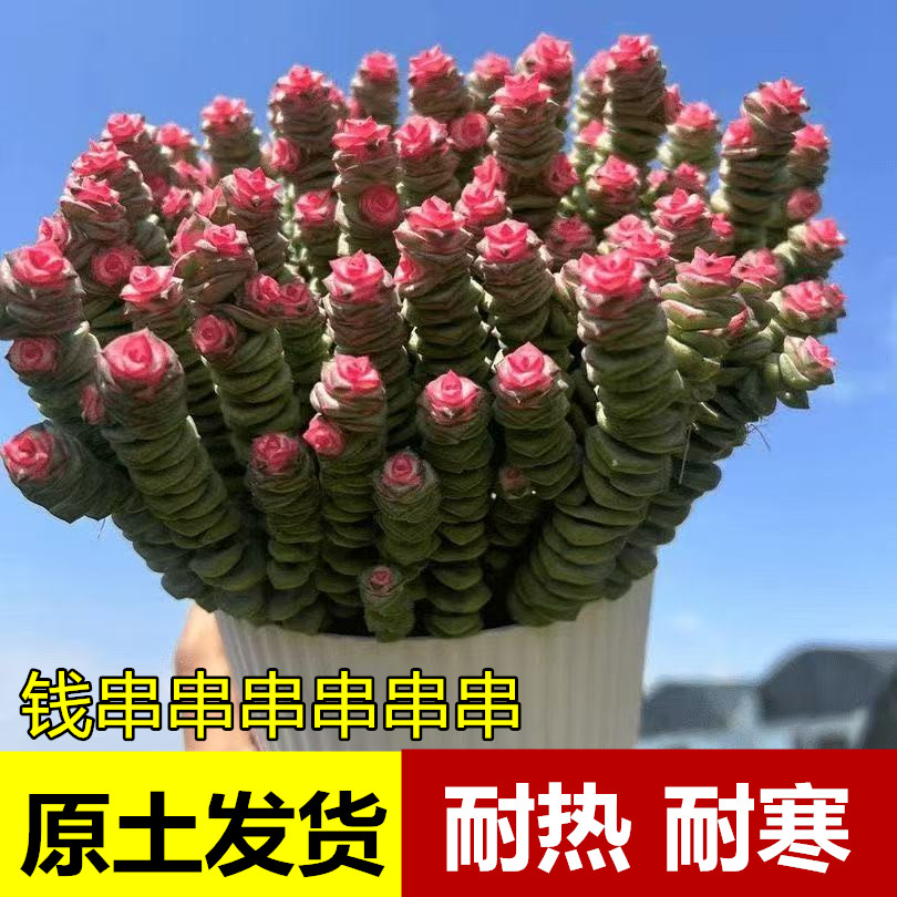 红心钱串锦桌面小盆栽招财阳台多肉植物办公室内防辐射耐旱好养活