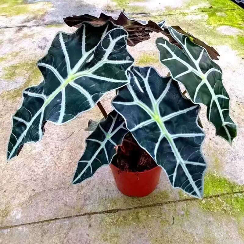 大仙女海芋盆栽桌面网红植物天鹅绒绿植水培非洲面具竹芋吸异味
