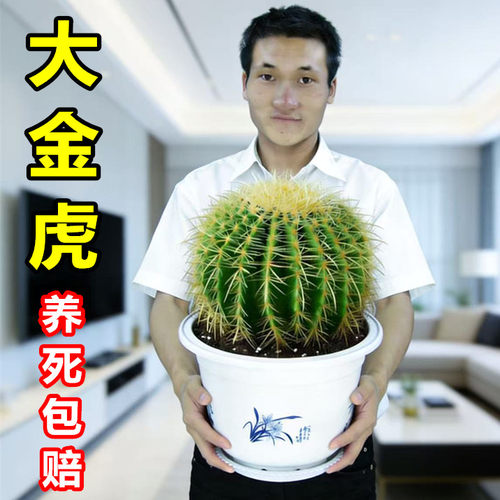 大金虎仙人球盆栽室内绿植