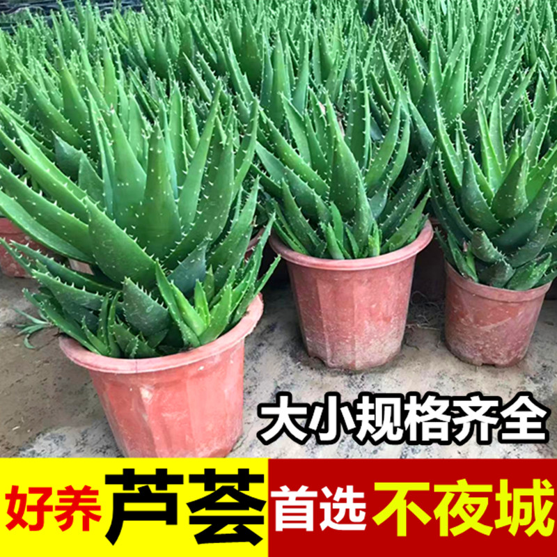 大苗不夜城芦荟盆栽桌面多肉室内客厅净化空气阳台植物耐旱好养花