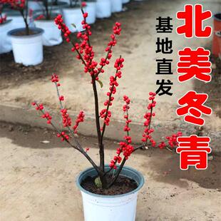 北美冬青树苗盆栽雄株吉祥果植物红豆相思豆东北室外庭院喜庆红果