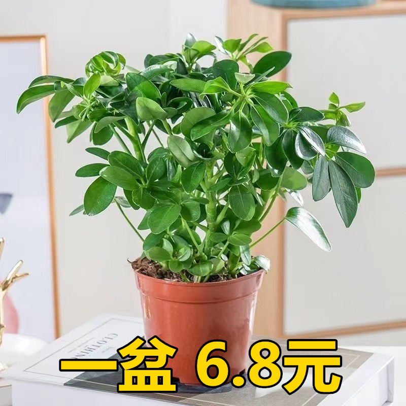 桌面绿植鸭脚木八方来财净化空气