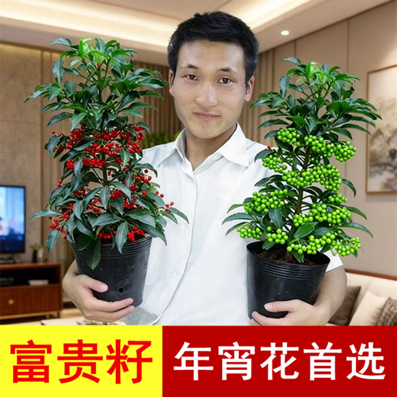 金玉满堂富贵籽带果更好看绿植