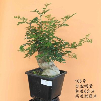 对节白蜡盆景老桩矮霸造型小品好养桌面植物喜阳耐寒阳台微小盆栽
