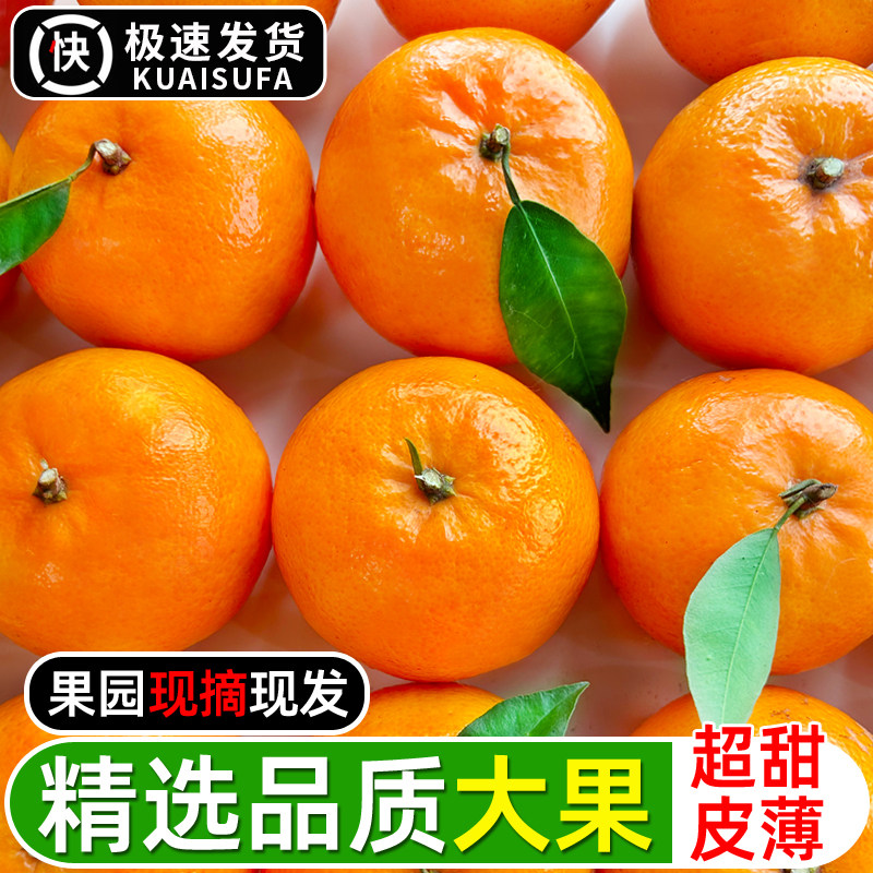 沃柑10斤新鲜水果当季纯甜无渣柑橘子丑八怪柑子耙耙皇帝蜜柑现摘