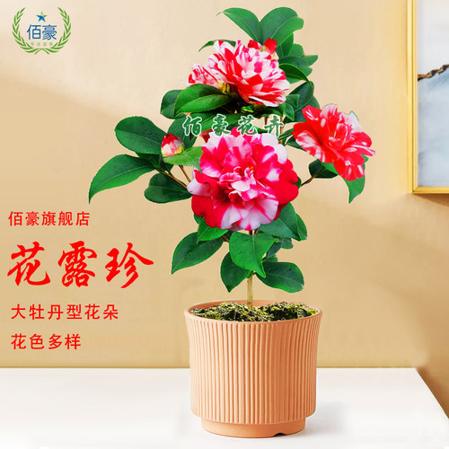 花露珍茶花盆栽较耐寒耐热品种
