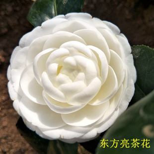 东方亮白色茶花盆栽纯白水晶白好养 庭院阳台花卉 茶花苗室内四季