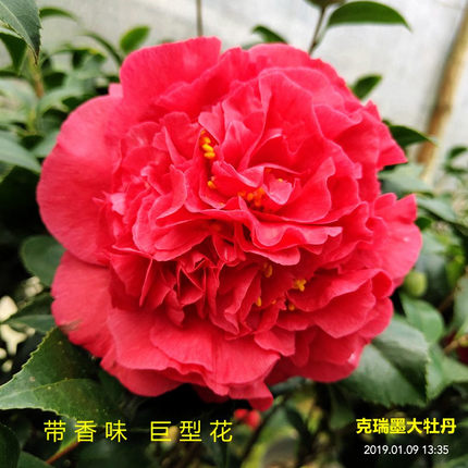 克瑞墨大牡丹带香味山茶花盆栽四季室内绿植阳台花卉庭院大型精选