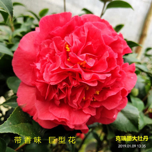 克瑞墨茶花盆栽香味大型花卉好养