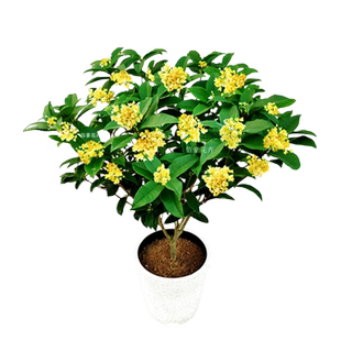 佰豪四季桂花盆栽室内浓香型植物带花苞阳台花卉老桩盆景庭院精选