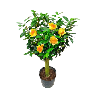 金花茶盆栽苗金黄色名贵品种防城凹脉黄遵金茶花庭院阳台花卉精选