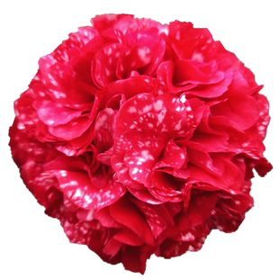 云斑大元帅茶花苗带花苞室内盆栽花卉阳台小盆栽名贵品种当年开花