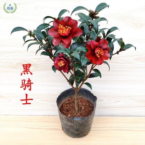 黑骑士山茶花树苗阳台绿植
