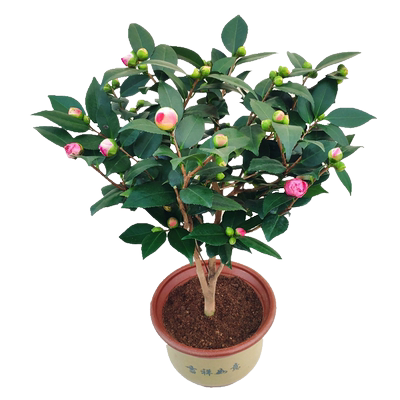 花开带香味山茶花粗壮好养！