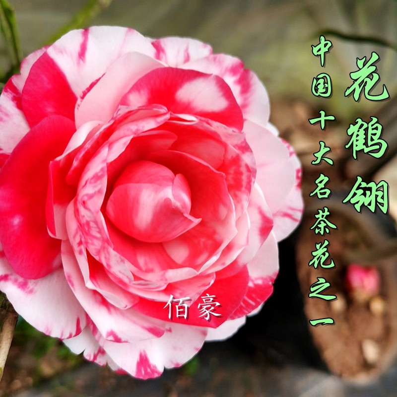 花鹤翎茶花盆栽福建名贵经典品种室内绿植客厅植物阳台花卉花期长