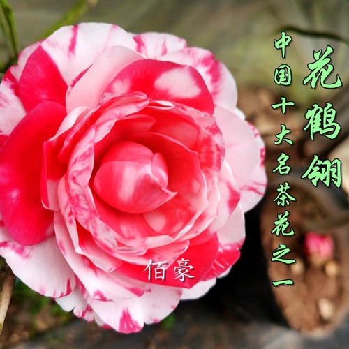 绿植福建名贵经典品种茶花盆栽