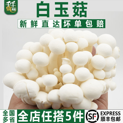 新鲜白玉菇蔬菜上品菌菇食用菌