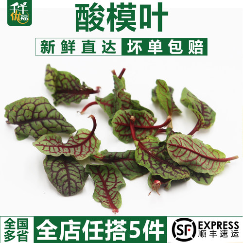 新鲜摆盘装饰花草可食用摆盘装饰