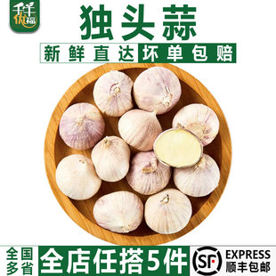 紫皮獨(dú)頭蒜250g 大蒜頭新鮮獨(dú)蒜頭 糖醋干蒜新蒜濕蒜 千牛優(yōu)福