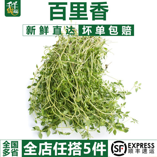 新鲜西餐香料摆盘装饰清新自然