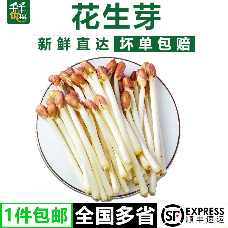 【千牛优福】新鲜花生芽500g/盒食用花生苗蔬菜芽苗长寿芽烫火锅