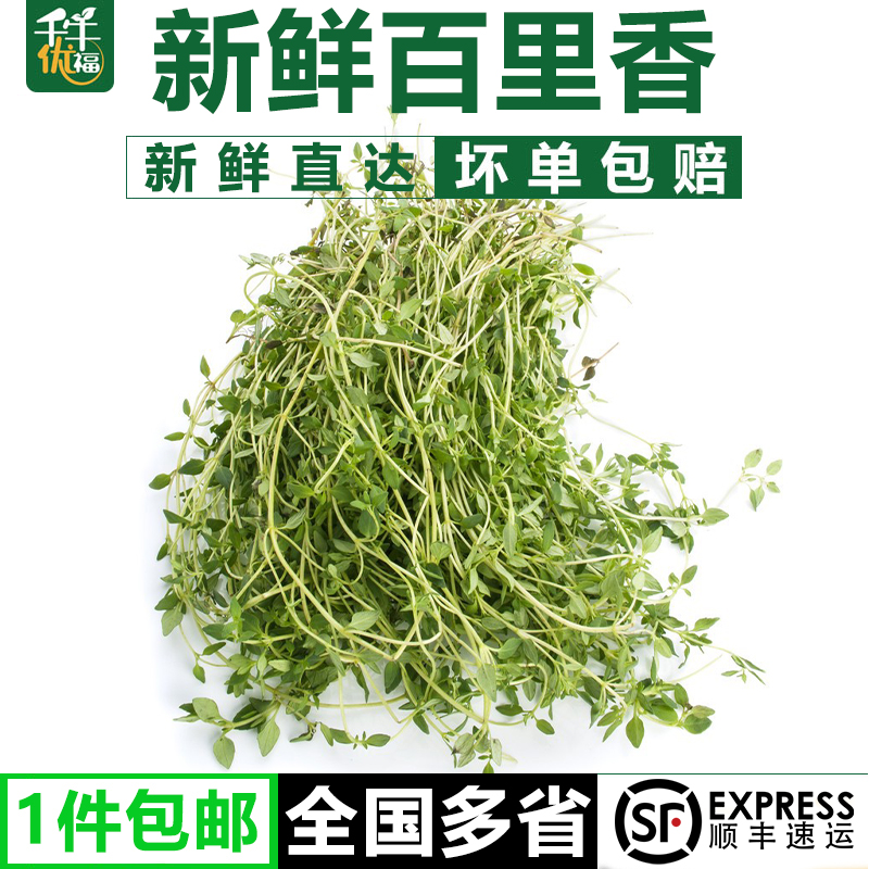 新鲜西餐香料摆盘装饰清新自然