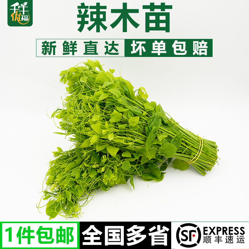 新鲜辣木苗半斤-1斤姑娘菜