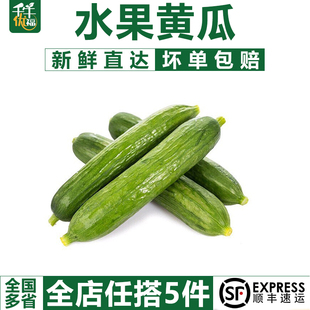 水果黄瓜500g荷兰小黄瓜无刺短黄瓜新鲜蔬菜沙拉食材 千牛优福