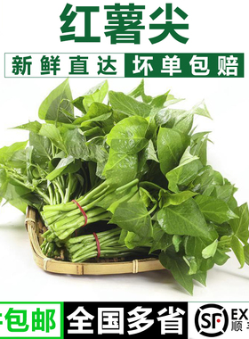 红薯叶1-5斤 新鲜苕尖专吃叶子地瓜叶嫩尖农家自种蔬菜食用番薯叶