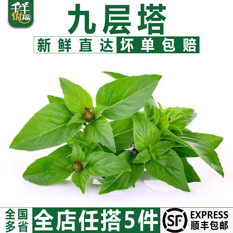 千牛优福九层塔新鲜鱼香草香料