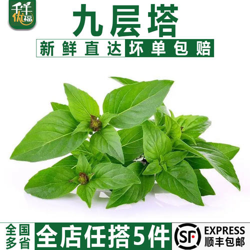 千牛优福九层塔新鲜鱼香草香料