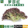 【千牛优福】红叶生菜250g罗莎红生菜新鲜蔬菜沙拉食材紫叶色拉菜