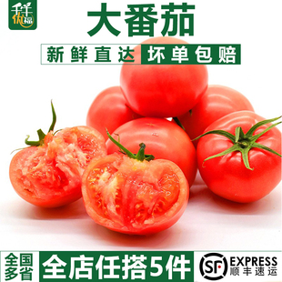 新鲜大番茄沙瓤可生吃自然熟孕妇水果小粉 西红柿1斤 千牛优福