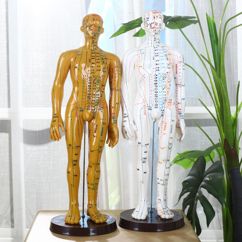 中医针灸穴位图人体模型男女全身十二经络小皮人高清可扎针人模