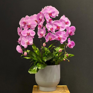 蝴蝶兰盆栽真花卉鲜花速递同城配送杭州南京上海苏州北京生日开业