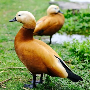 正宗麻鸭苗五彩麻鸭小苗宠物鸭小鸭活苗鸭绿壳鸭苗观赏小鸭子包邮