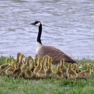 正宗黑雁鹅活苗一对加拿大鹅苗活物幼崽宠物观赏人工养殖雁鹅苗