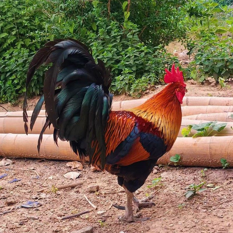 正宗怒晴鸡苗小鸡活体黄金五彩鸡苗小鸡活苗宠物鸡活苗观赏鸡包邮